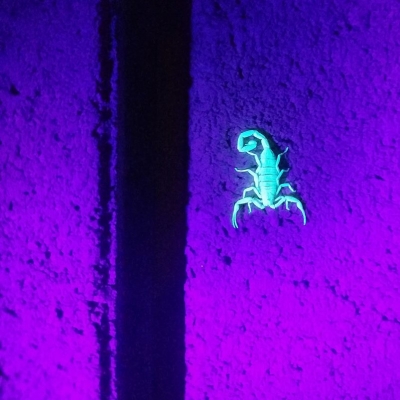12 Things to Know About Dealing with Scorpions in Arizona
